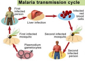 Communicable Diseases - Malaria